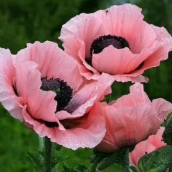 Roots Plants Papaver 'Princess Victoria Louise'
