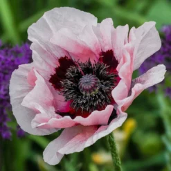 Roots Plants Papaver 'Collection - 6 X 10.5cm Plants'