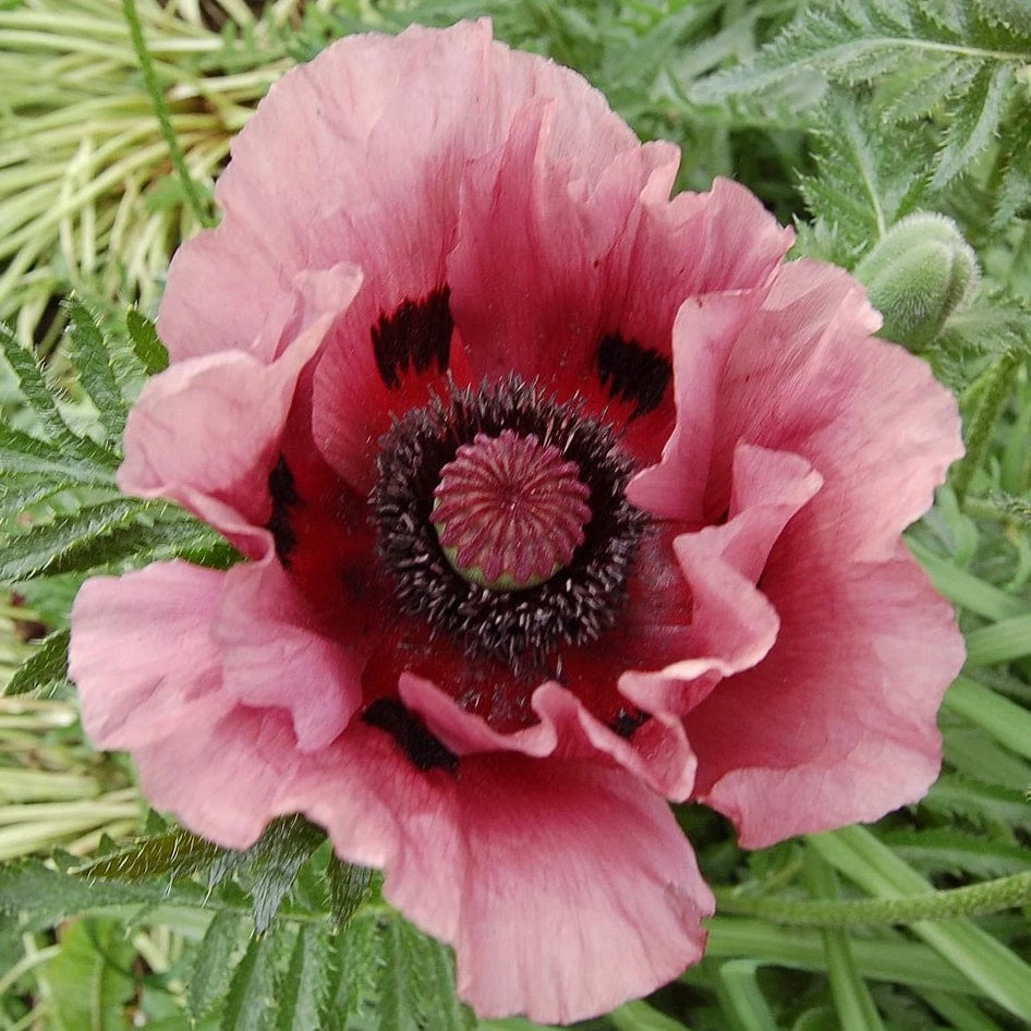 Roots Plants Papaver 'Princess Victoria Louise' 6 Roots Plants Papaver 'Princess Victoria Louise'