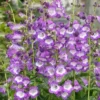 Roots Plants Perennials Penstemon 'Pensham Czar'