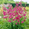 Roots Plants Penstemon 'Pensham Just Jayne' Perennials