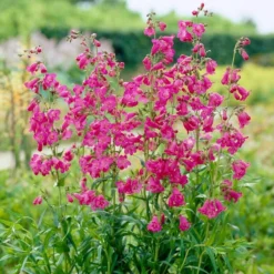 Roots Plants Penstemon 'Pensham Just Jayne' Perennials