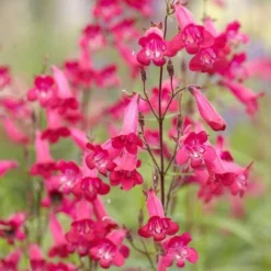 Roots Plants Penstemon 'Pensham Just Jayne' Perennials