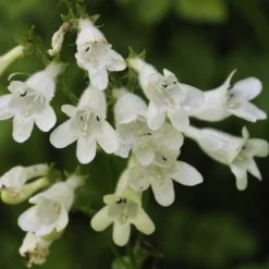 Roots Plants Penstemon 'Pensham Wedding Day' Perennials