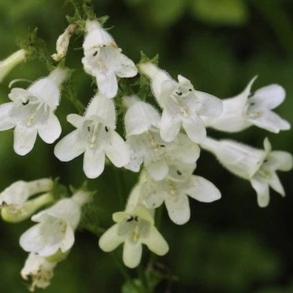 Roots Plants Penstemon 'Pensham Wedding Day' Perennials 3 Roots Plants Penstemon 'Pensham Wedding Day' Perennials