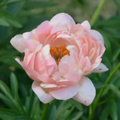Roots Plants Peony 'Coral Charm'