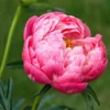 Roots Plants Peony 'Coral Charm'