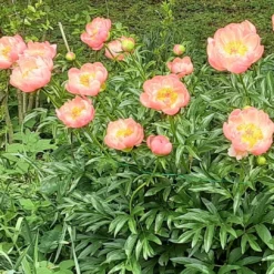 Roots Plants Peony 'Coral Charm'
