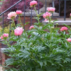 Roots Plants Peony 'Coral Charm'
