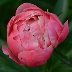 Roots Plants Peony 'Coral Charm'