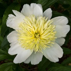 Roots Plants Perennials Peony 'Honey Gold'
