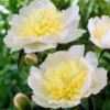 Roots Plants Perennials Peony 'Honey Gold'