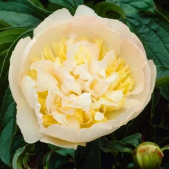 Roots Plants Perennials Peony 'Honey Gold'