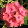 Roots Plants Phlox 'Sweet Summer Orange Rose' Perennials