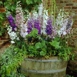 Roots Plants Mixed Flowering Perennial Plants | Extra Value Pack Perennials