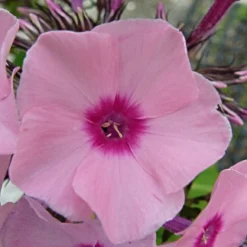 Roots Plants Phlox 'Sweet Summer Soft Pink' Perennials