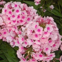 Roots Plants Phlox 'Sweet Summer Soft Pink' Perennials