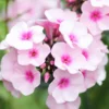 Roots Plants Phlox 'Sweet Summer Soft Pink' Perennials 2 Roots Plants Phlox 'Sweet Summer Soft Pink' Perennials