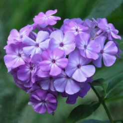 Roots Plants Phlox 'Sweet Summer Violet White'