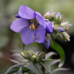 Roots Plants Polemonium 'Bressingham Purple' Perennials