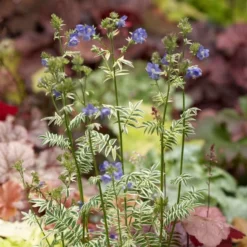 Roots Plants Polemonium 'Brise D'Anjou'