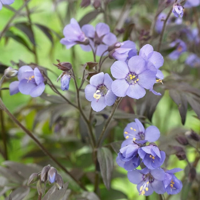 Roots Plants Polemonium 'Heaven Scent' 4 Roots Plants Polemonium 'Heaven Scent'