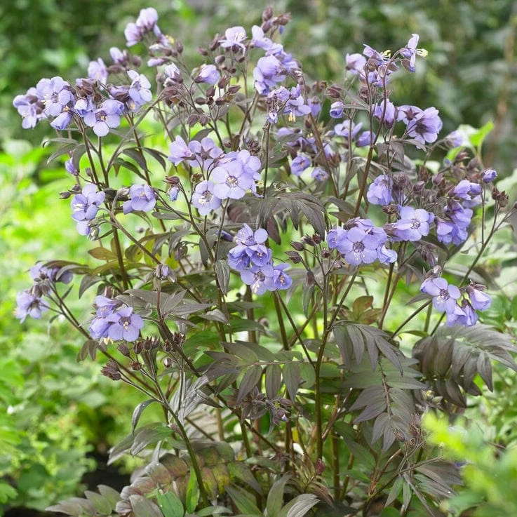Roots Plants Polemonium 'Heaven Scent' 5 Roots Plants Polemonium 'Heaven Scent'
