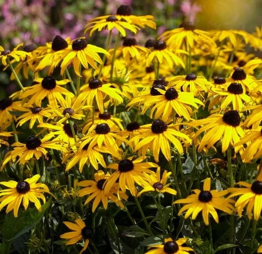 Roots Plants Rudbeckia 'Little Goldstar' Perennials 4 Roots Plants Rudbeckia 'Little Goldstar' Perennials