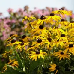 Roots Plants Rudbeckia 'Little Goldstar' Perennials 10 Roots Plants Rudbeckia 'Little Goldstar' Perennials