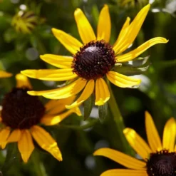 Roots Plants Rudbeckia 'Little Goldstar' Perennials