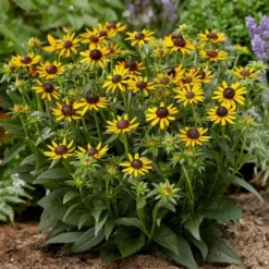 Roots Plants Rudbeckia 'Little Goldstar' Perennials 9 Roots Plants Rudbeckia 'Little Goldstar' Perennials