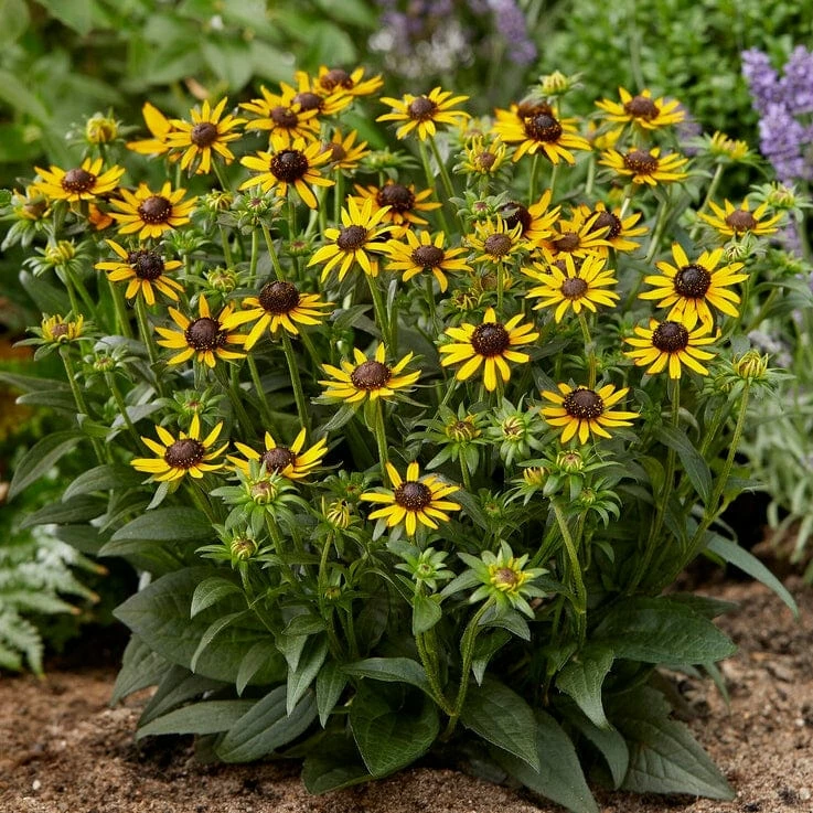 Roots Plants Rudbeckia 'Little Goldstar' Perennials 5 Roots Plants Rudbeckia 'Little Goldstar' Perennials