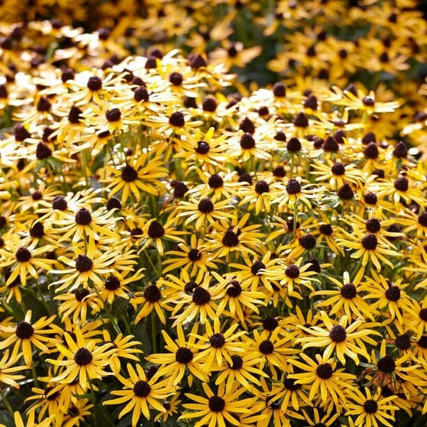 Roots Plants Rudbeckia 'Little Goldstar' Perennials 7 Roots Plants Rudbeckia 'Little Goldstar' Perennials