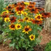 Roots Plants Perennials Rudbeckia 'Summerina Orange'