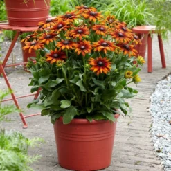 Roots Plants Perennials Rudbeckia 'Summerina Orange'