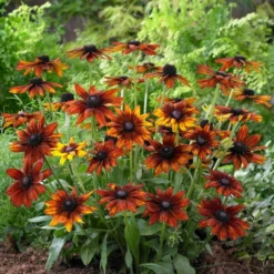 Roots Plants Perennials Rudbeckia 'Summerina Orange' 7 Roots Plants Perennials Rudbeckia 'Summerina Orange'