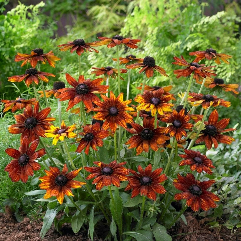 Roots Plants Perennials Rudbeckia 'Summerina Orange' 5 Roots Plants Perennials Rudbeckia 'Summerina Orange'