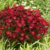Roots Plants Saxifraga 'Alpino Deep Rose' Perennials