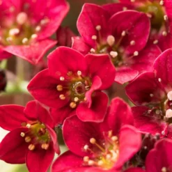 Roots Plants Saxifraga 'Alpino Deep Rose' Perennials