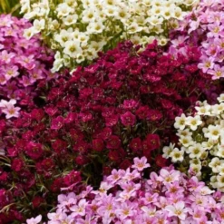 Roots Plants Saxifraga 'Alpino Deep Rose' Perennials