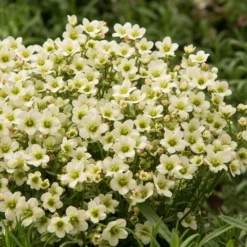 Roots Plants Saxifraga 'Touran Limegreen'