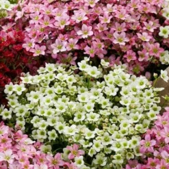 Roots Plants Saxifraga 'Touran Limegreen'