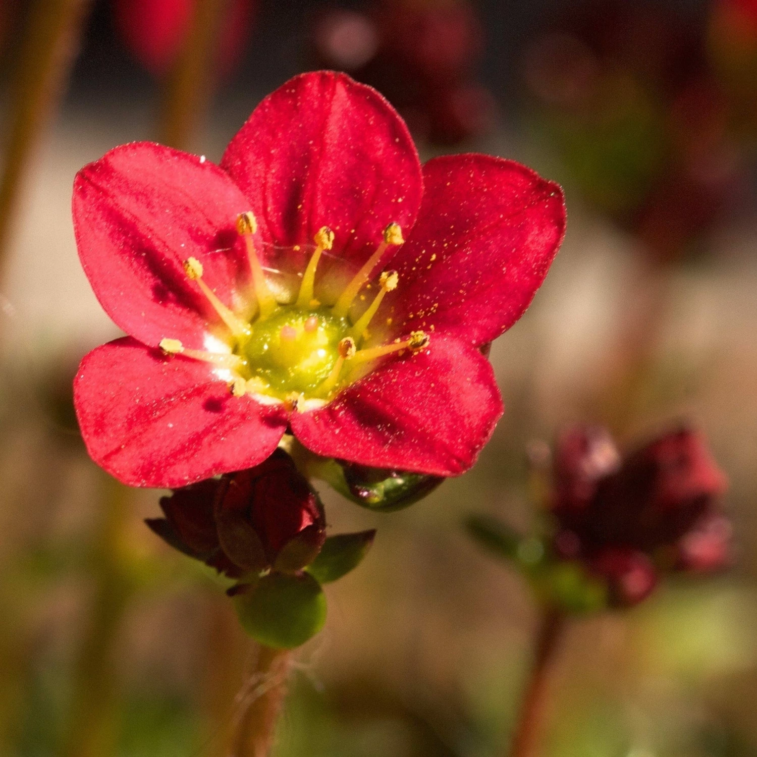 Roots Plants Perennials Saxifraga 'Touran Red' 4 Roots Plants Perennials Saxifraga 'Touran Red'