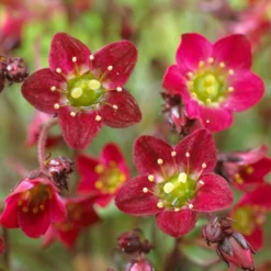 Roots Plants Perennials Saxifraga 'Touran Red' 7 Roots Plants Perennials Saxifraga 'Touran Red'