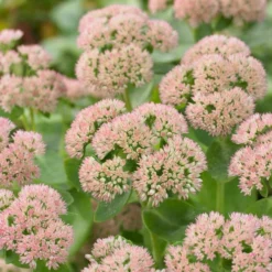 Roots Plants Sedum 'Autumn Joy'