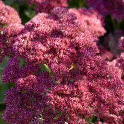 Roots Plants Sedum 'Rose Carpet'