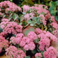 Roots Plants Sedum 'Rose Carpet'