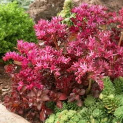 Roots Plants Sedum 'Sunsparkler Wildfire'