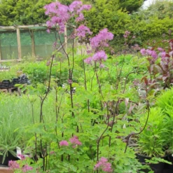 Roots Plants Thalictrum 'Black Stockings'