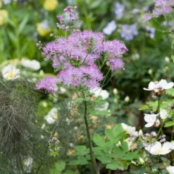 Roots Plants Thalictrum 'Black Stockings'